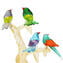 Wonderful Sparrows On tree - gold 24KT - Original Murano Glass OMG