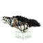 Mustang Horse head - With aventurine - Original Murano glass Omg