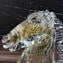 Horse head Sculpture Sommerso Gold - Chroma Collection - Original Murano Glass 