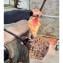 Thorns centerpiece - Amber- Centerpiece - Original Murano Glass OMG